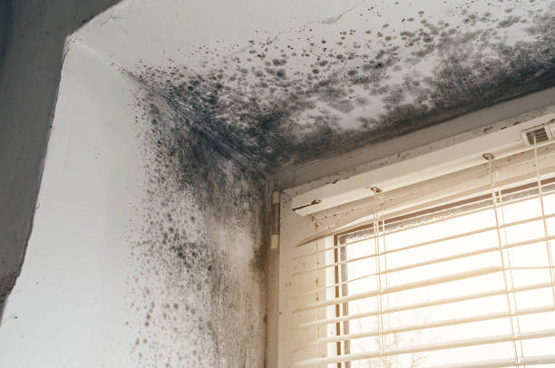 Mold Removal service in Portland